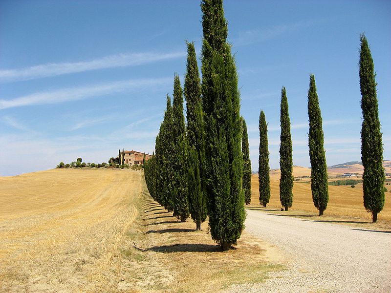 cipressi in Toscana Val d'Orcia